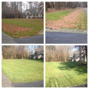 Lawn-renovation-Comparison